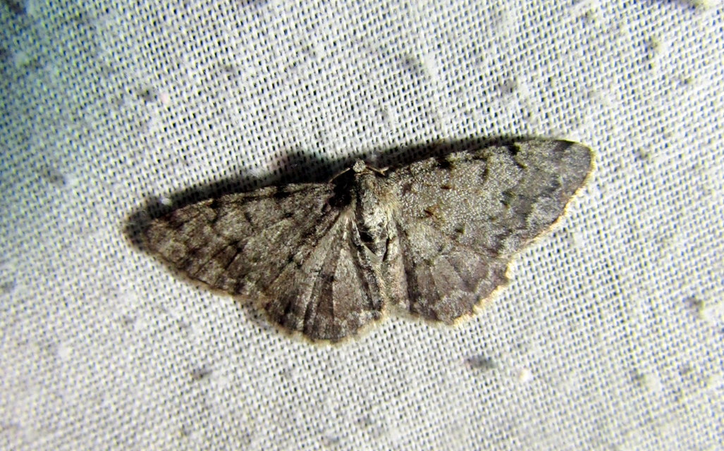 Aethalura punctulata - szürke égeraraszoló