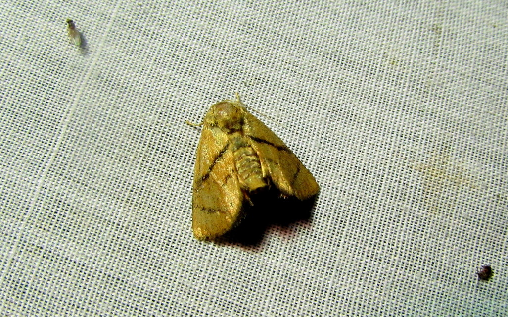Apoda limacodes - kagylólepke