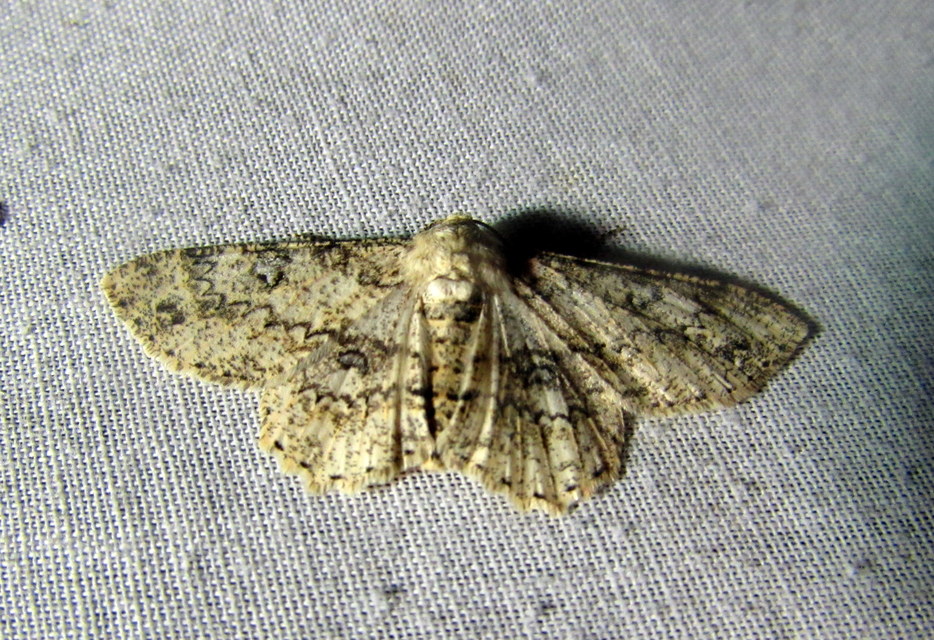 Ascotis selenaria - holdas faaraszoló