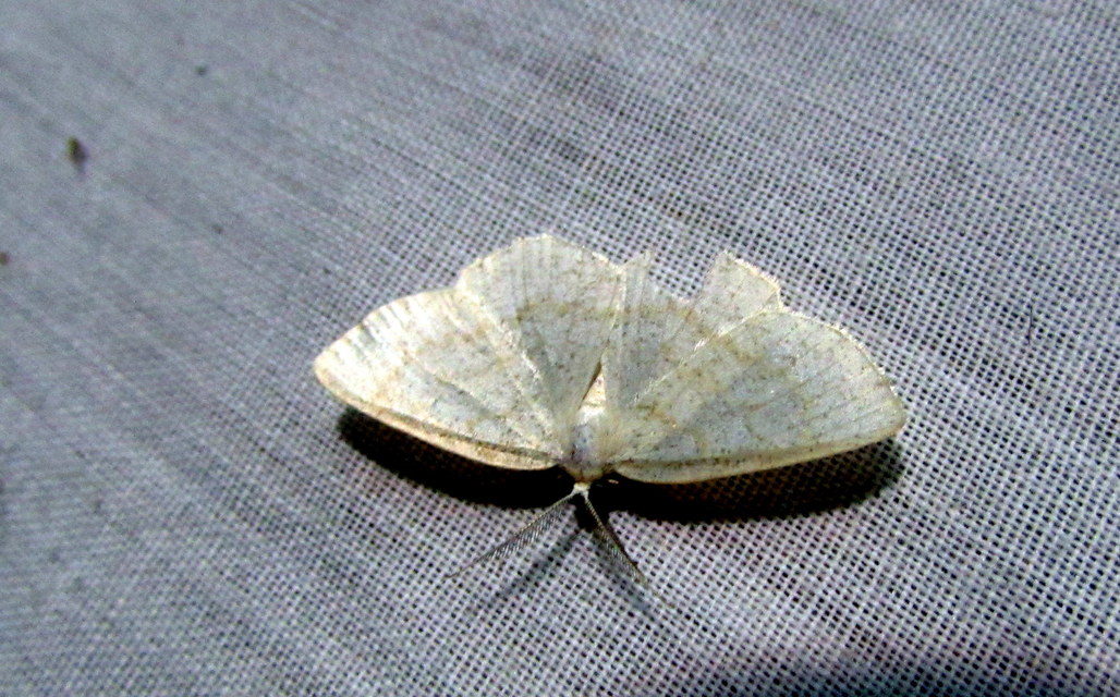 Cabera exanthemata - pettyes égeraraszoló