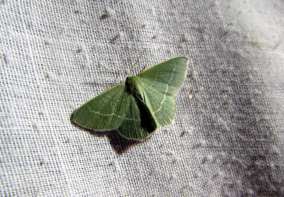 Chlorissa cloraria - sárgászöld araszoló