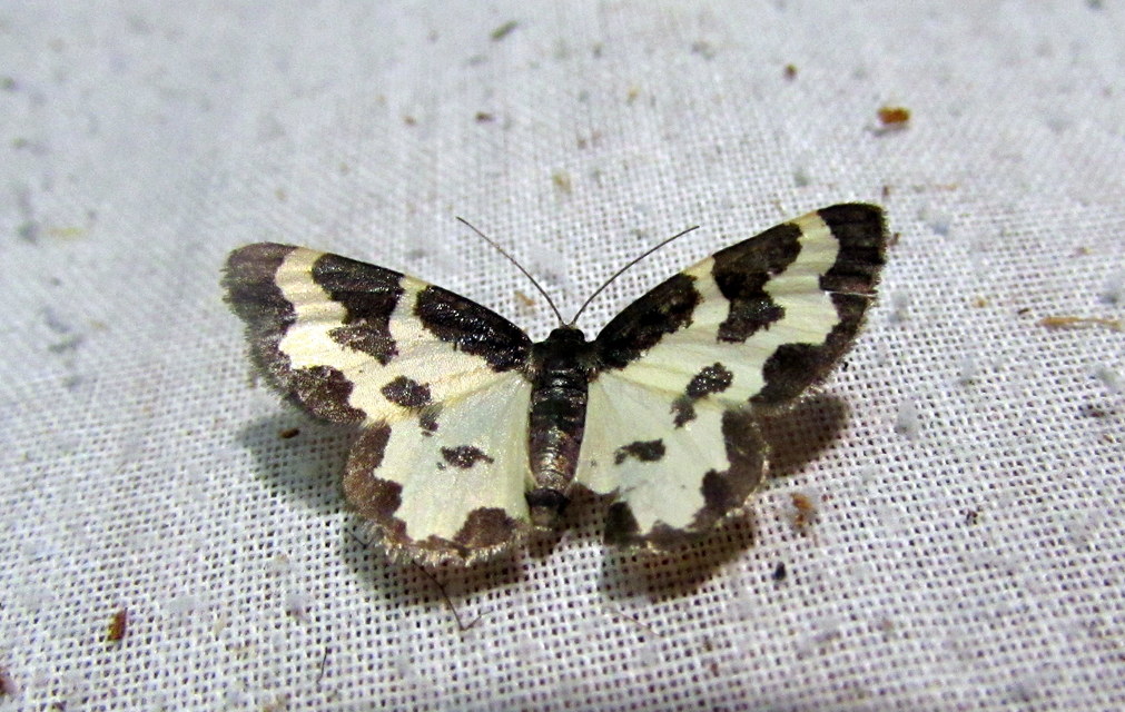 Lomaspilis marginata - szegélyes nyárfaaraszoló