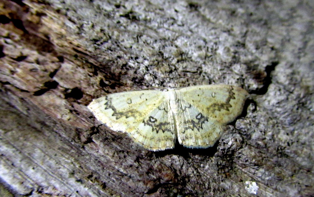 Cyclophora annularia - gyűrűs pettyesaraszoló