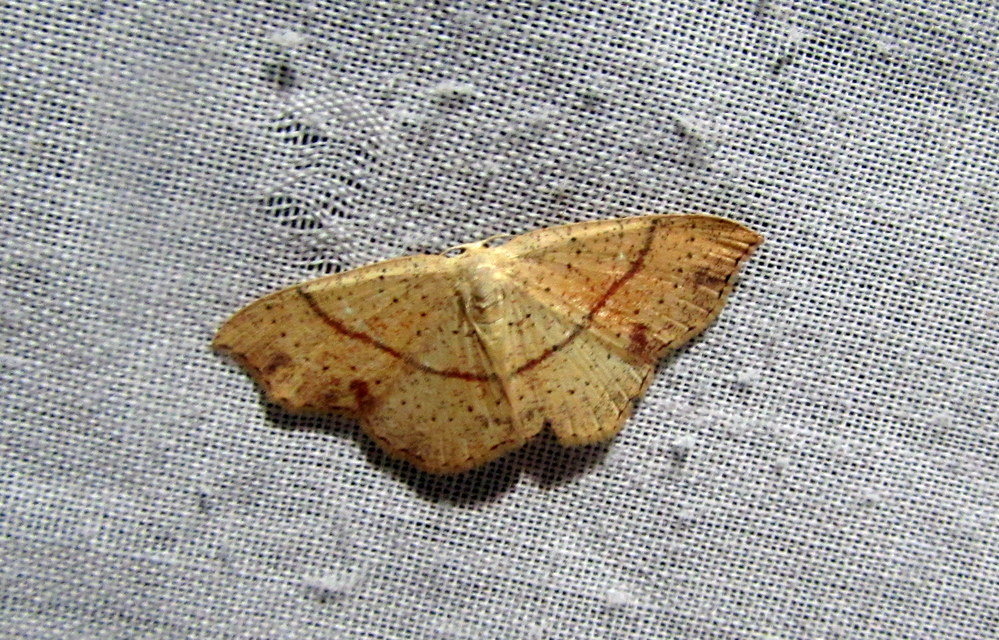 Cyclophora punctaria - sávos pettyesaraszoló