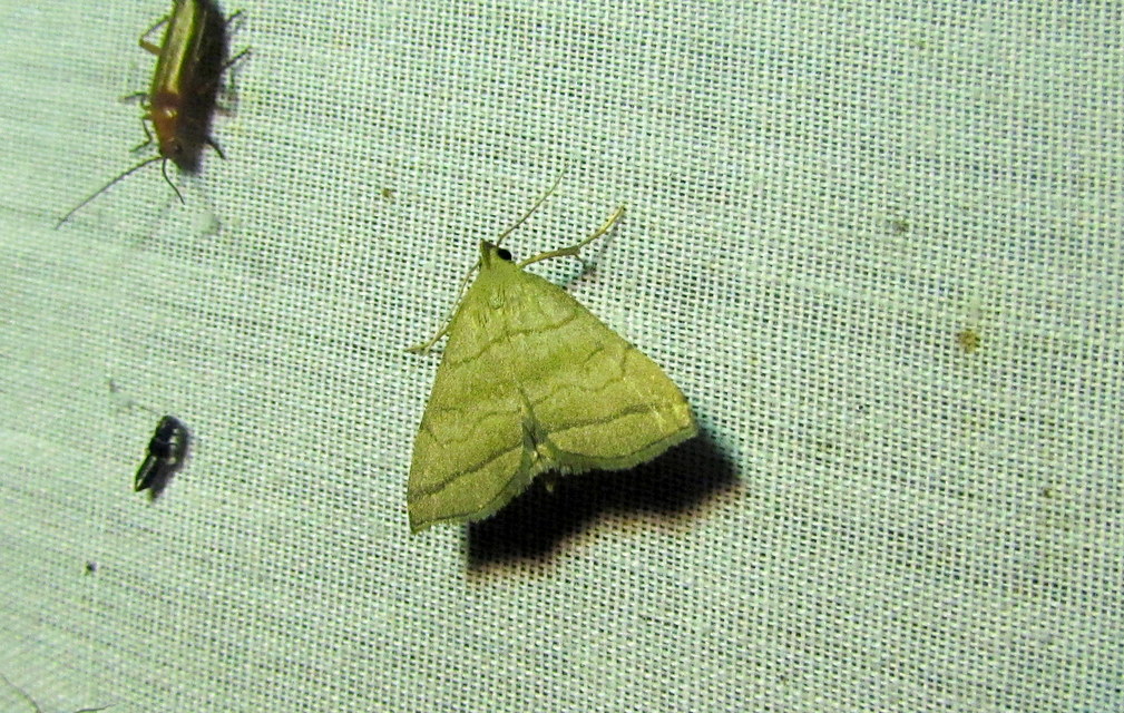 Herminia tarsicrinalis - szőröslábú karcsúbagoly