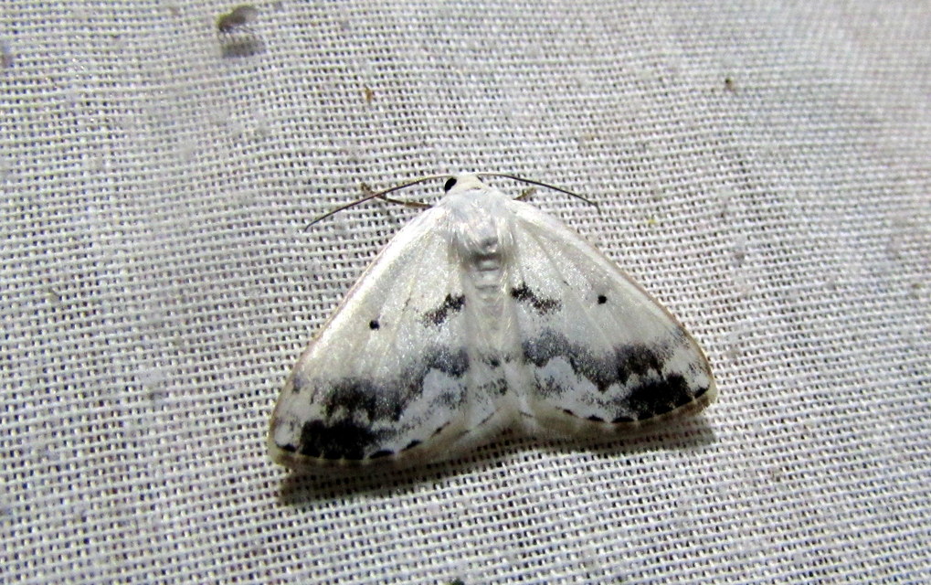 Lomographa temerata - foltos fehéraraszoló