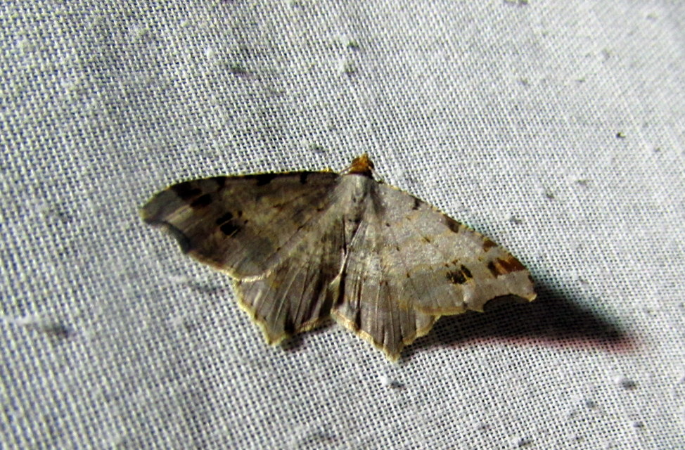 Macaria alternata - közönséges szürkearaszoló