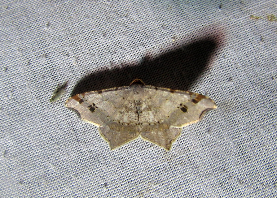 Macaria alternata - közönséges szürkearaszoló