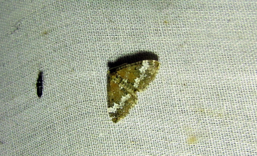 Perizoma alchemillata - árvacsalán-araszoló