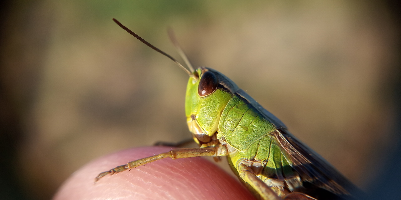 Pseudochorthippus parallelus - közönséges rétisáska
