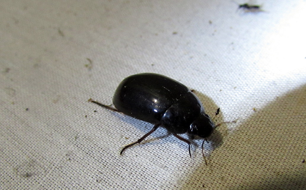 Hydrochara caraboides - kis csibor