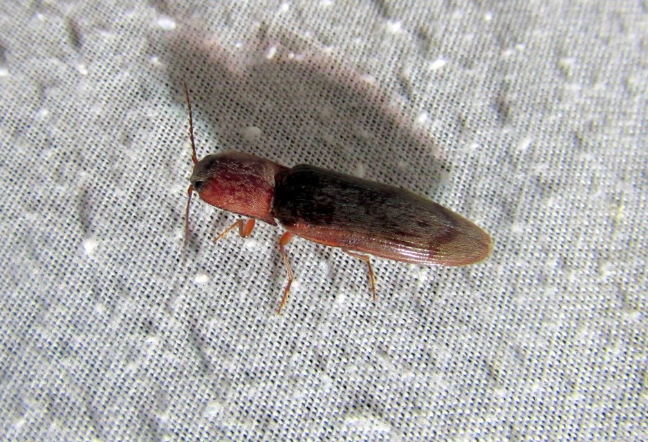 Stenagostus rhombeus - rombusznyakú pattanó