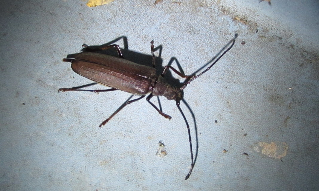 Aegosoma scabricorne - diófacincér