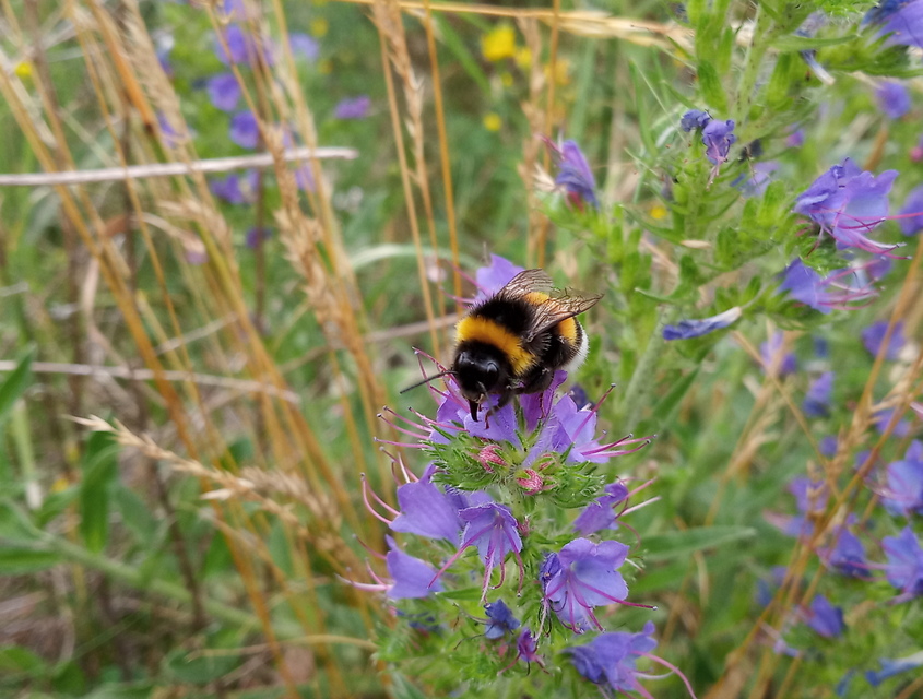 Bombus terrestris/lucorum