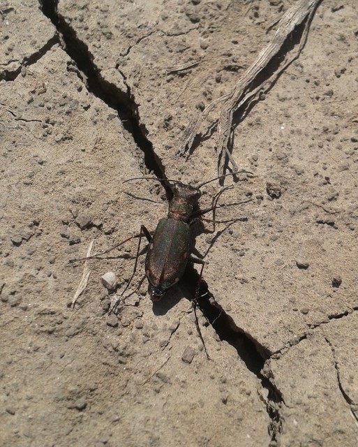 Cylindera germanica - parlagi homokfutrinka