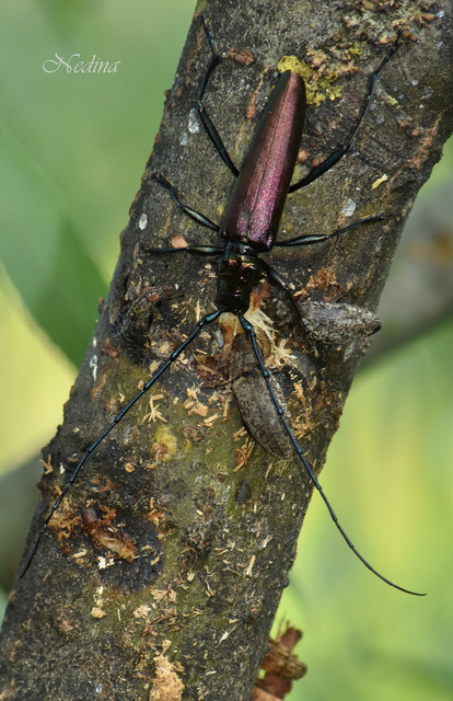 Aromia moschata - pézsmacincér