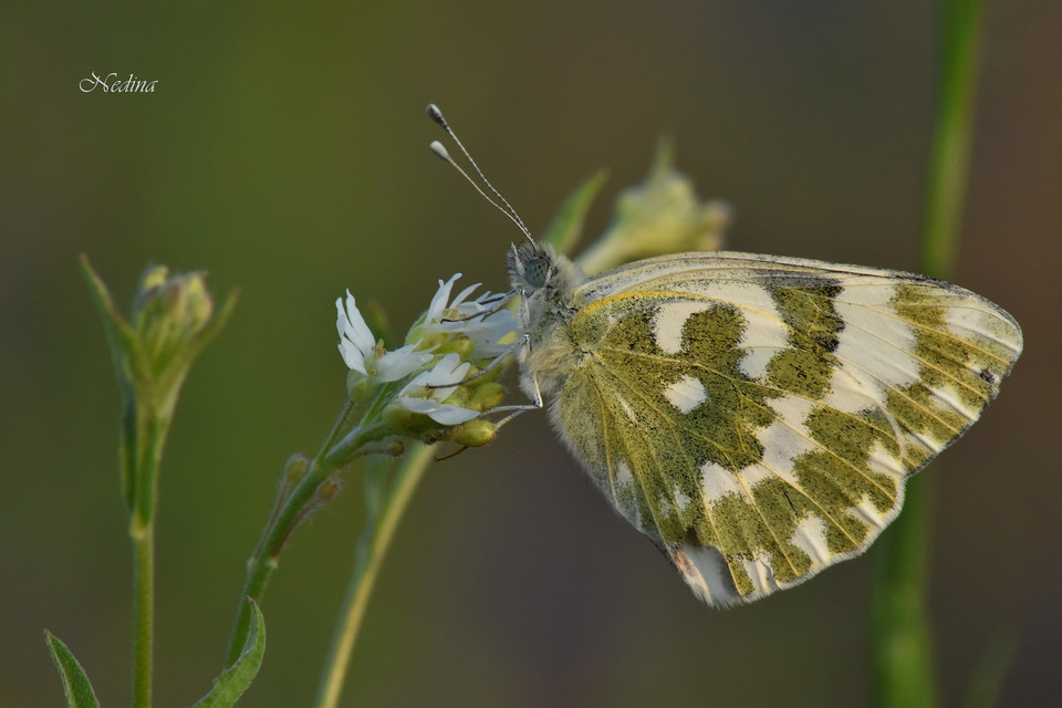 Pontia edusa - rezedalepke