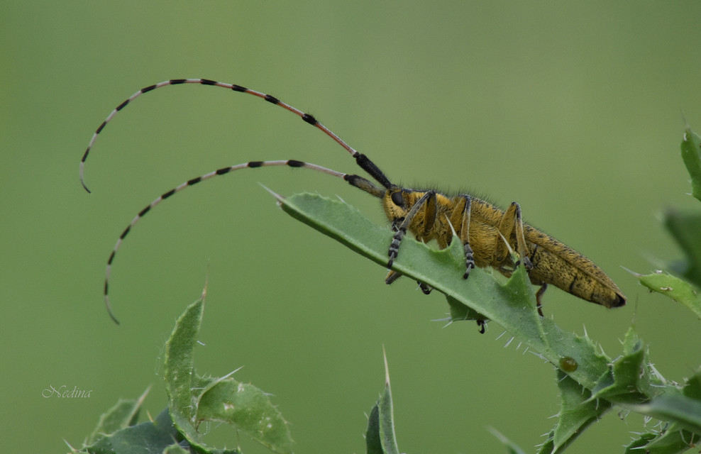 Agapanthia dahli - sárgagyűrűs bogáncscincér