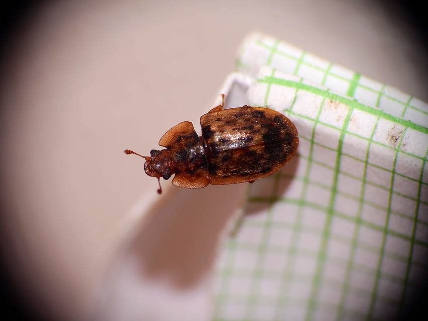 Soronia grisea - pettyegetett fénybogár