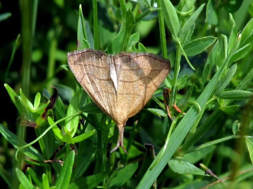 Polypogon tentacularia - sötétaljú karcsúbagoly