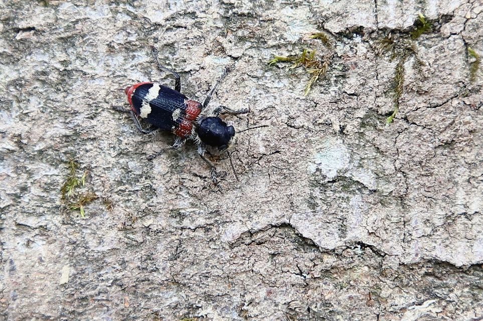 Clerus mutillarius - feketenyakú szúfarkas