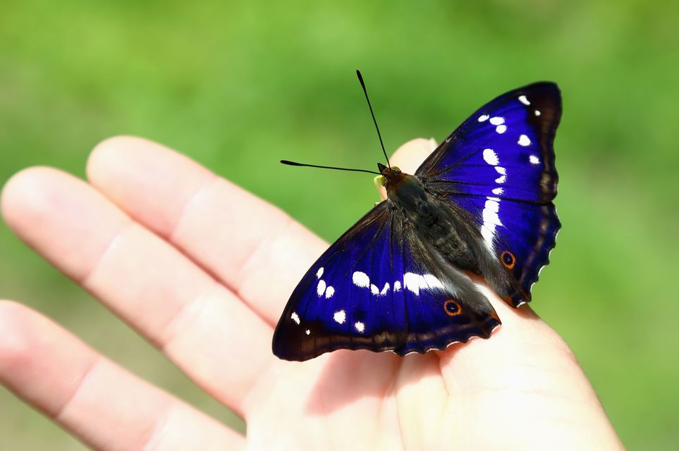 Apatura iris - nagy színjátszólepke