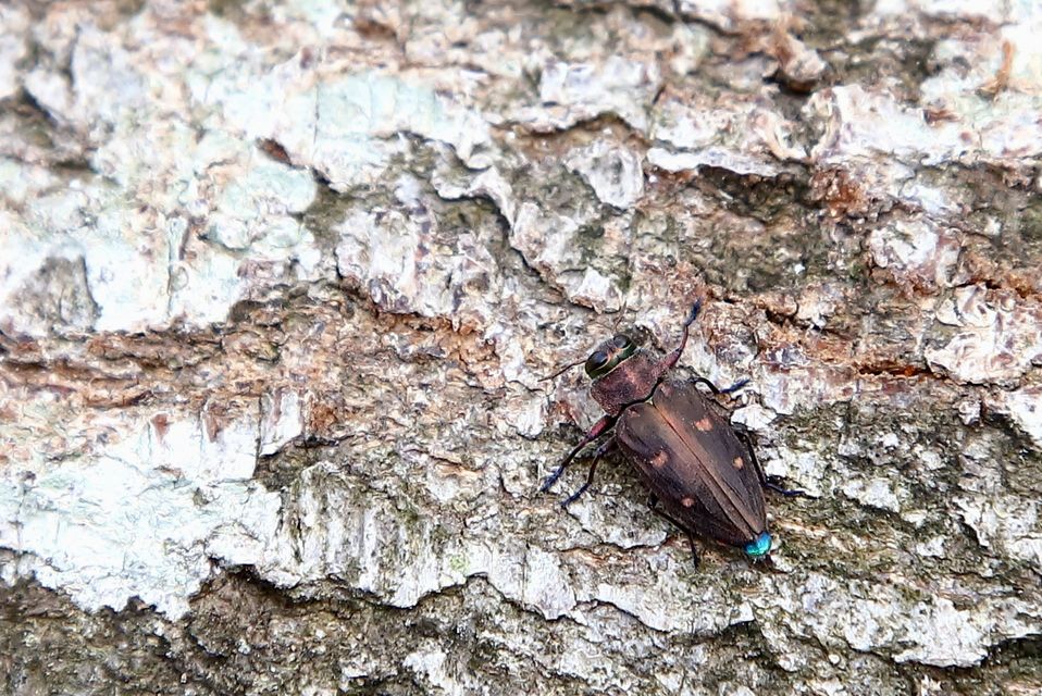 Chrysobothris affinis - aranypettyes díszbogár