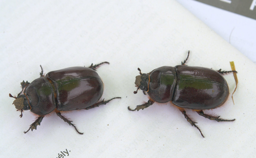 Oryctes nasicornis - orrszarvú bogár