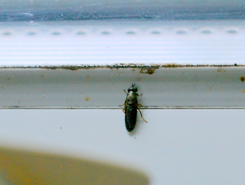 Stratiomyidae - katonalégyfélék
