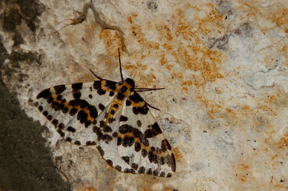 Abraxas grossulariata - köszméte-araszoló
