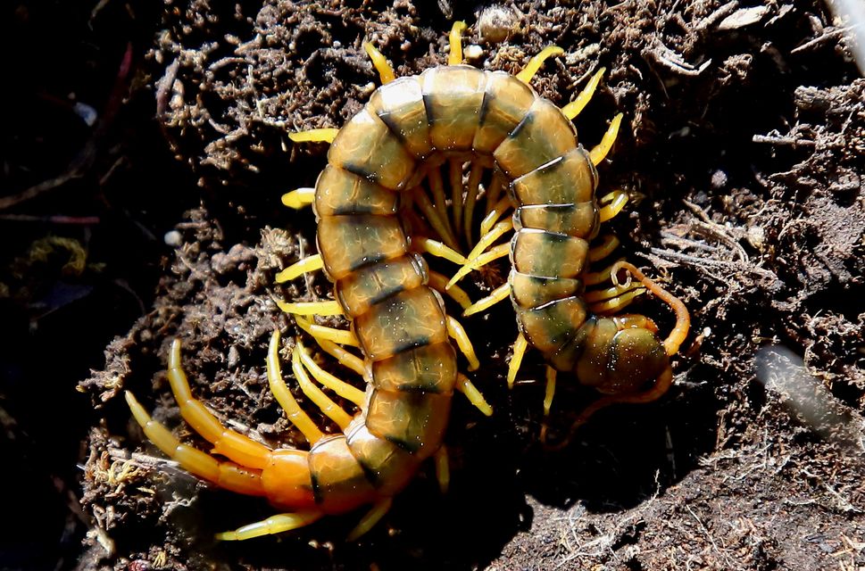 Scolopendra cingulata - öves szkolopendra