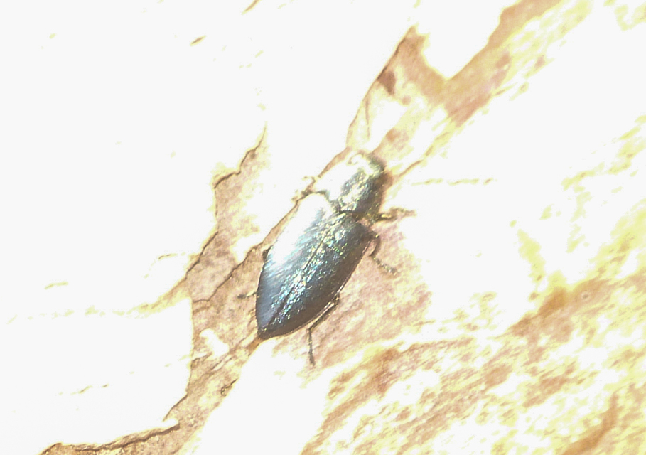Phaenops cyanea - kék fürgedíszbogár