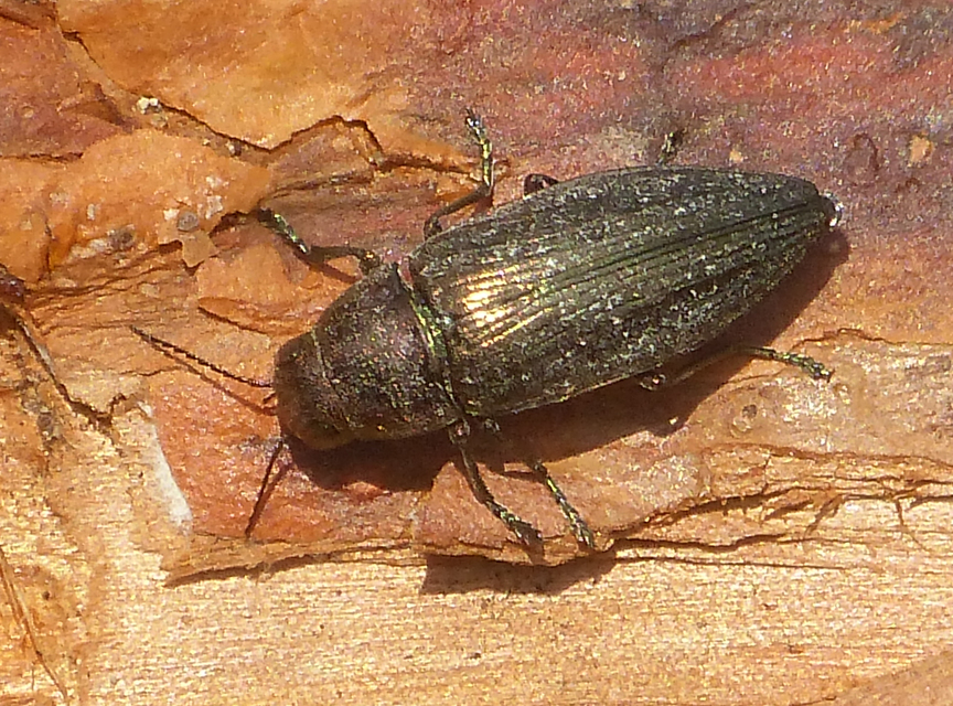 Buprestis haemorrhoidalis - foltosfejű díszbogár
