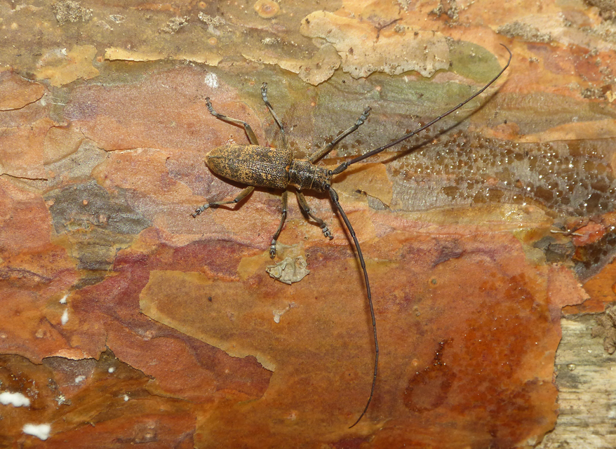 Monochamus galloprovincialis pistor - foltos fenyvescincér