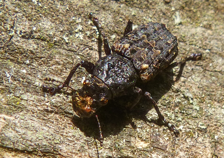 Platyrhinus resinosus - nagy orrosbogár
