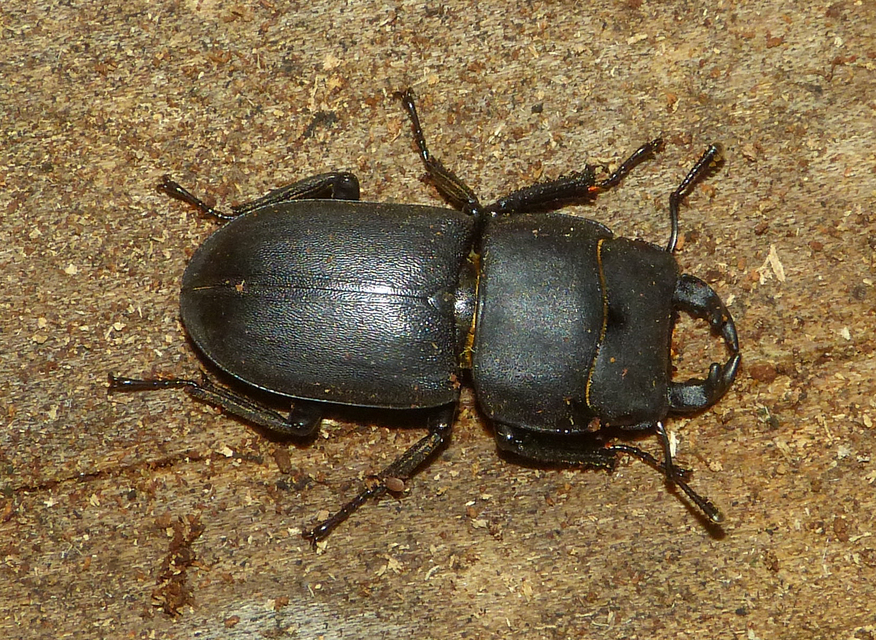 Dorcus parallelipipedus - kis szarvasbogár