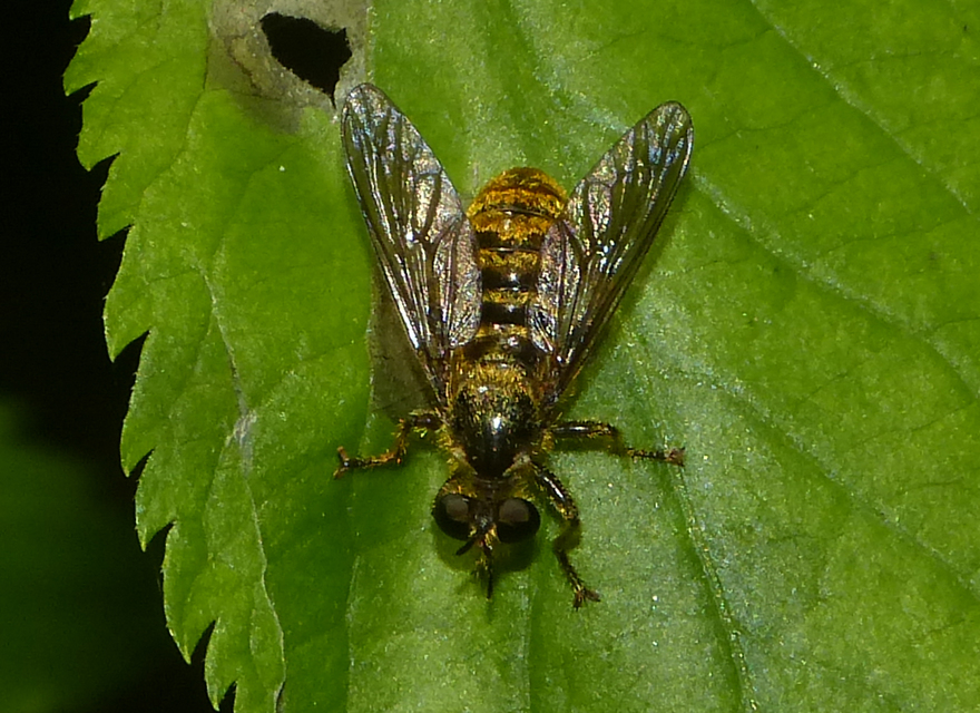 Choerades fimbriata