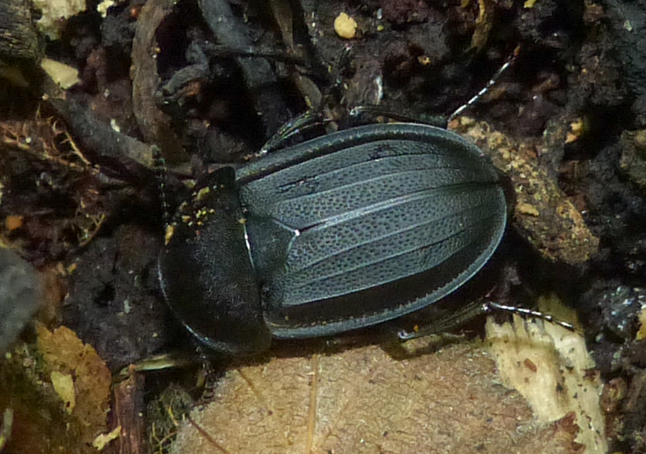 Silpha obscura - közönséges dögbogár