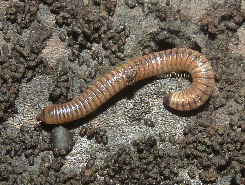 Diplopoda - Ikerszelvényesek