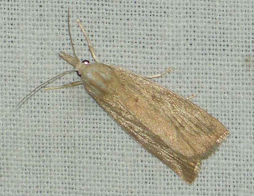 Calamotropha paludella - barna nádlevélmoly
