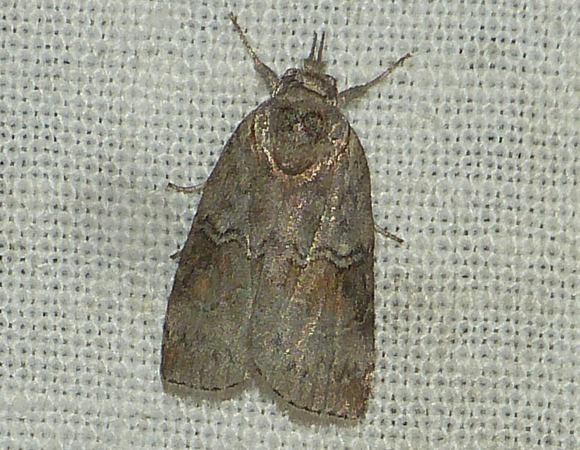 Nycteola asiatica - nyárfa-trapézbagoly