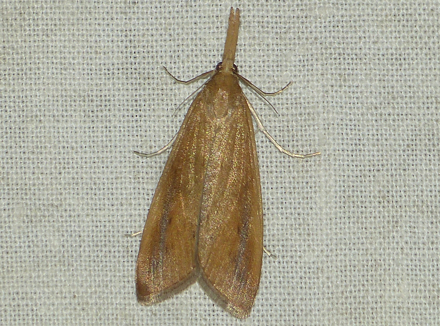 Schoenobius gigantella - óriás nádfúrómoly