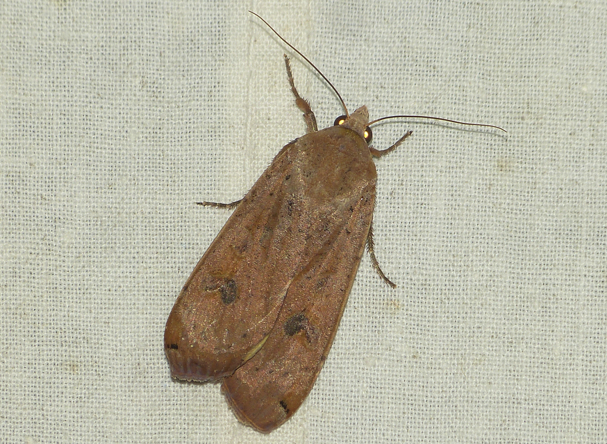 Noctua pronuba - nagy sárgafűbagoly