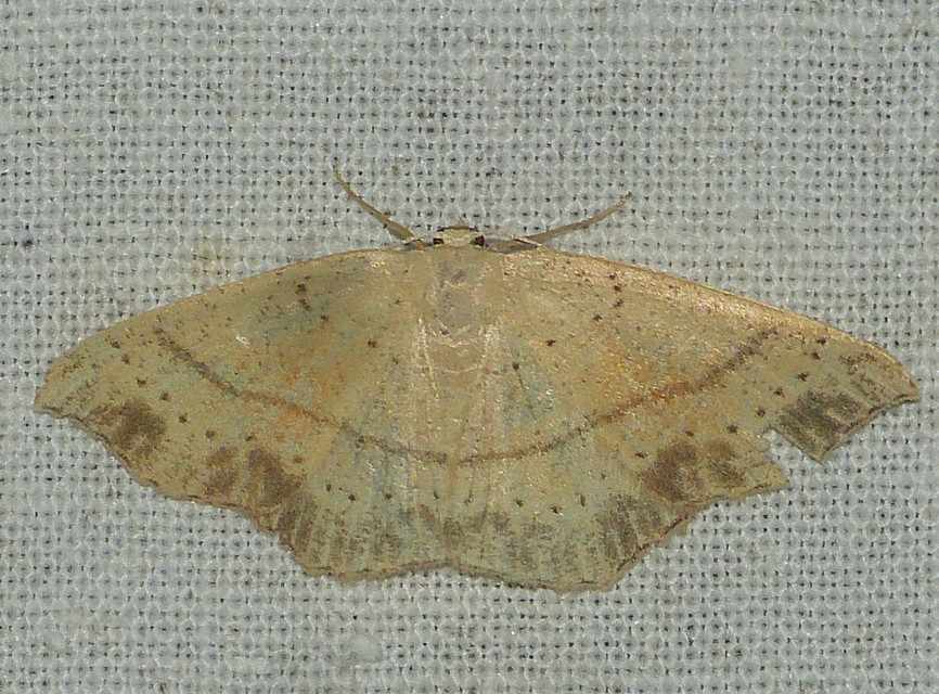 Cyclophora punctaria - sávos pettyesaraszoló