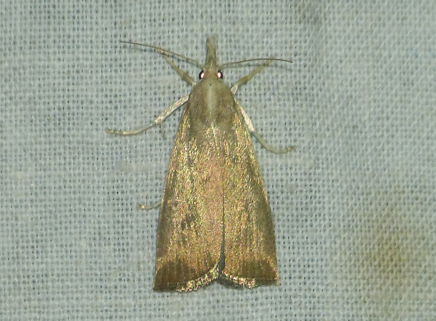 Calamotropha paludella - barna nádlevélmoly