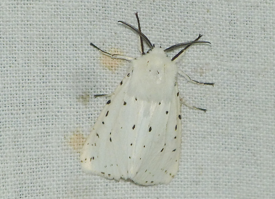 Spilosoma lubricipedum - tejszínű medvelepke