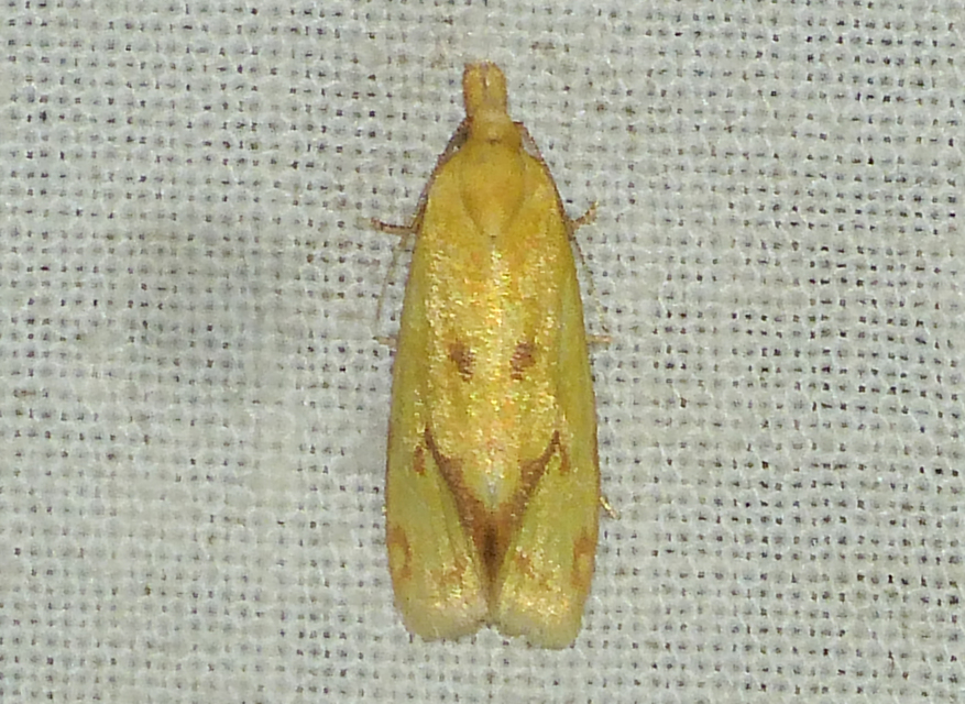 Agapeta hamana - közönséges sárgamoly