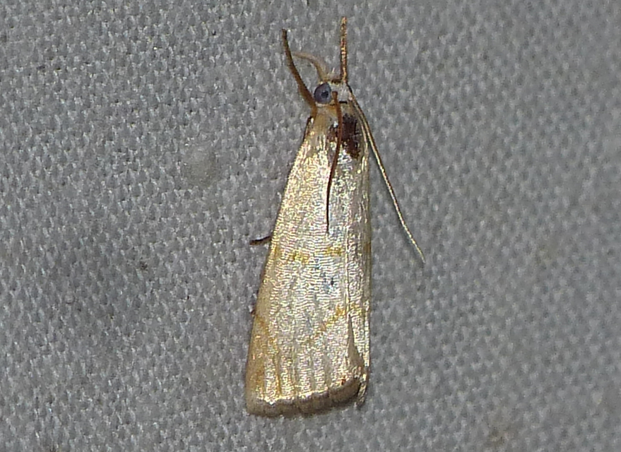 Calamotropha aureliellus - aranyszínű nádlevélmoly