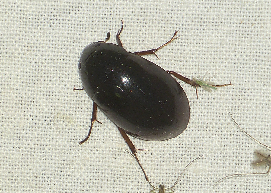 Hydrochara caraboides - kis csibor