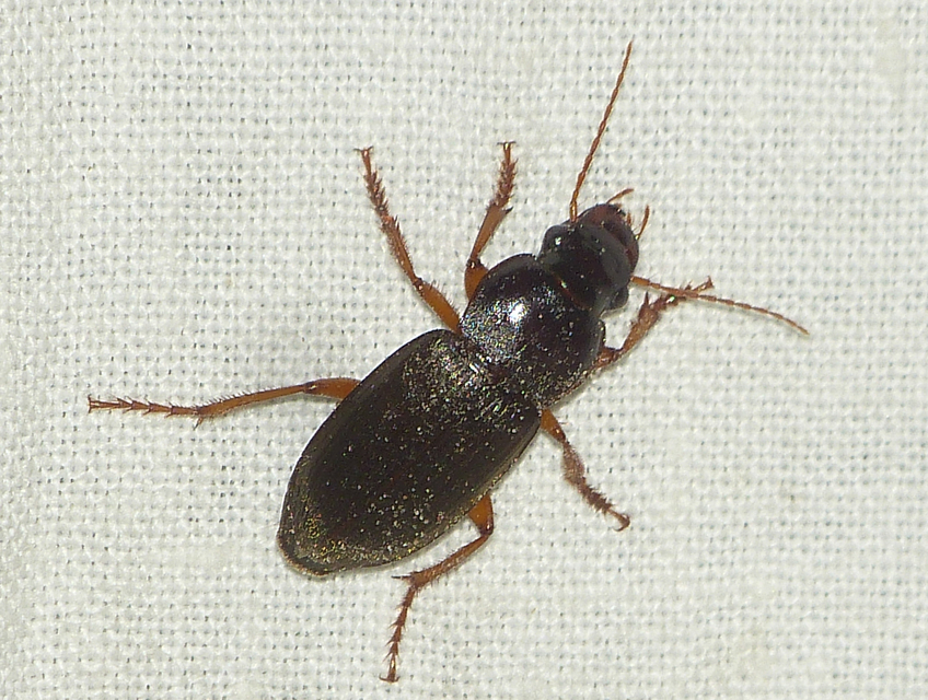 Harpalus rufipes - nagy selymesfutó